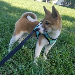 Meet your Posher, Abigail